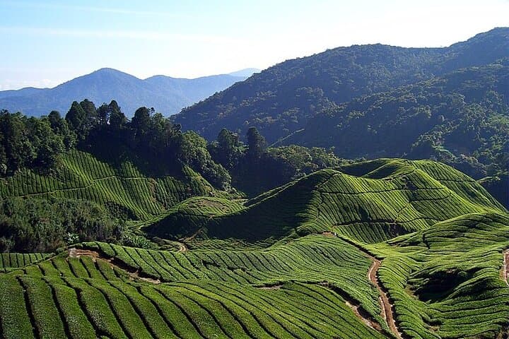 Full-Day Cameron Highlands Tour: Tea Plantations, Mossy Forest & Strawberry Picking photo 3