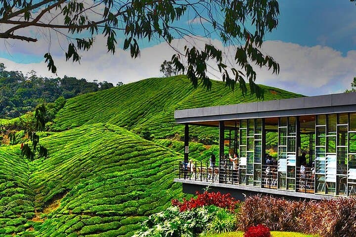 Full-Day Cameron Highlands Tour: Tea Plantations, Mossy Forest & Strawberry Picking photo 4