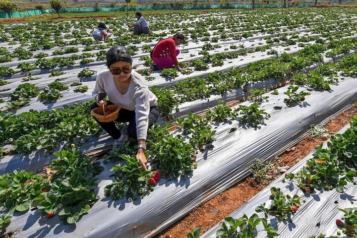 Full-Day Cameron Highlands Tour: Tea Plantations, Mossy Forest & Strawberry Picking photo 5