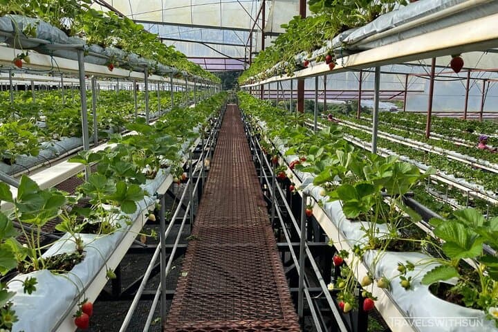 Full-Day Cameron Highlands Tour: Tea Plantations, Mossy Forest & Strawberry Picking photo 6
