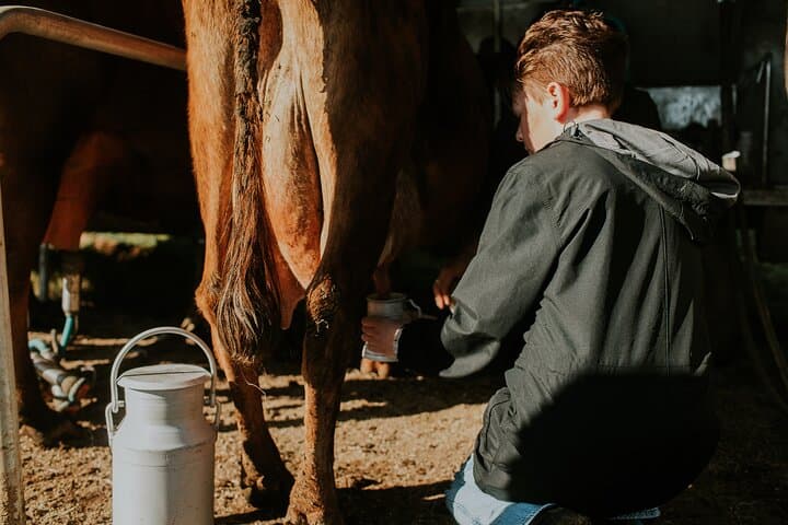 Jeep Safari on Terceira: Farm & Cow Experience from Angra do Heroísmo photo 6