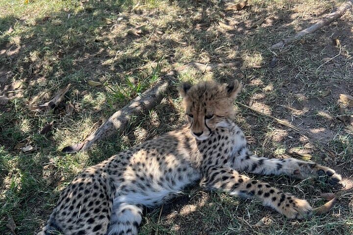 Somerset West Cheetah Outreach: Up-Close Conservation Tour & Cheetah Runs