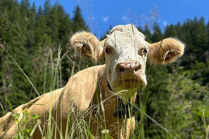 Mürren Private Alpine Adventure: Lauterbrunnen Waterfalls & Swiss Skyline Day Trip photo 3