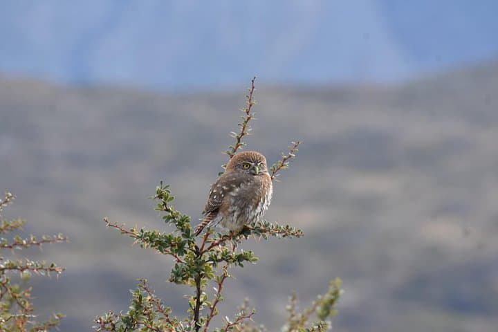 Private Wildlife Day in Torres del Paine: Custom Small-Group Nature Tour