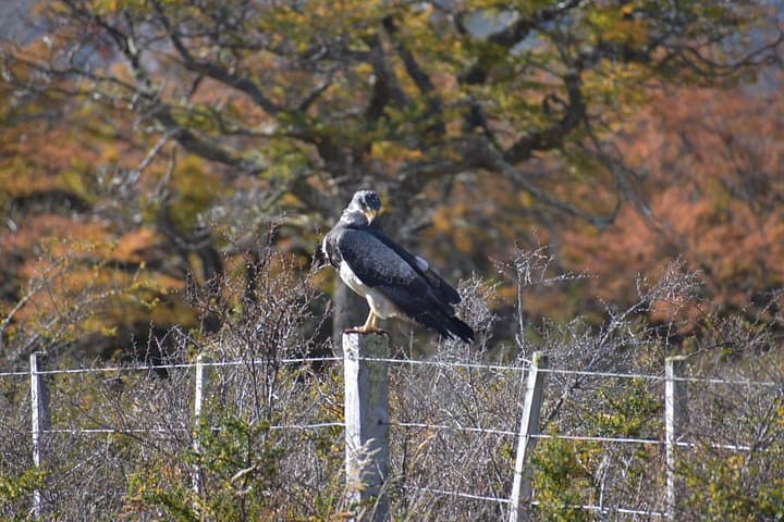 Private Wildlife Day in Torres del Paine: Custom Small-Group Nature Tour photo 2