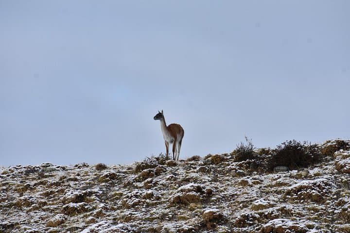 Private Wildlife Day in Torres del Paine: Custom Small-Group Nature Tour photo 4