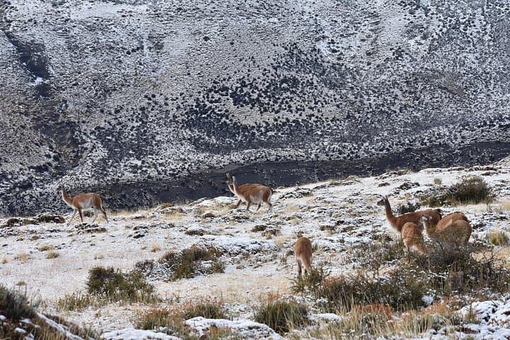 Private Wildlife Day in Torres del Paine: Custom Small-Group Nature Tour photo 3