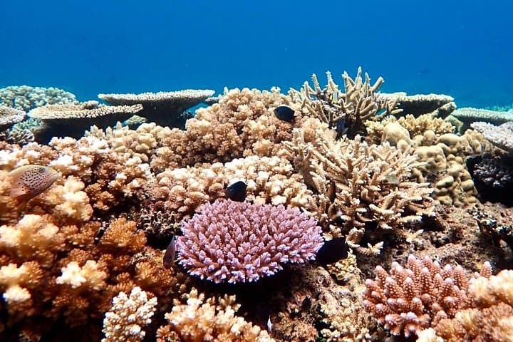 Fiji Dolphin Watching, Hand-Line Fishing & Snorkel Day Trip from Nadi photo 2