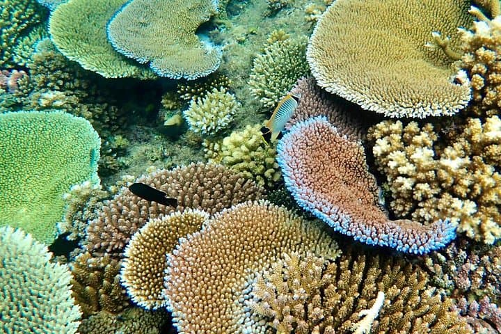 Fiji Dolphin Watching, Hand-Line Fishing & Snorkel Day Trip from Nadi photo 3
