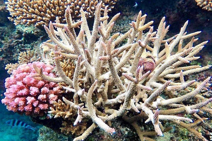 Fiji Dolphin Watching, Hand-Line Fishing & Snorkel Day Trip from Nadi photo 4
