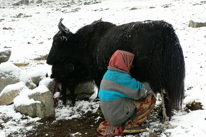 Hunza Valley Batura Multi-Day Trek: Passu Glacier, High Pastures & Attabad Lake photo 6