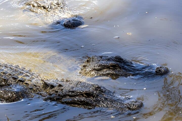 Weligama to Ella Private Transfer with Udawalawe Safari: Full-Day Wildlife & Scenic Drive photo 2