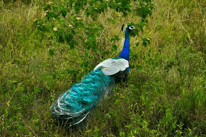 Weligama to Ella Private Transfer with Udawalawe Safari: Full-Day Wildlife & Scenic Drive photo 3