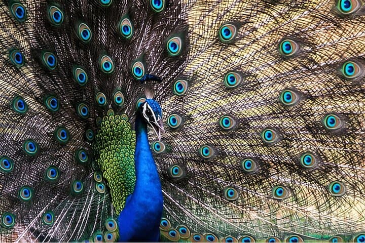 Weligama to Ella Private Transfer with Udawalawe Safari: Full-Day Wildlife & Scenic Drive photo 4
