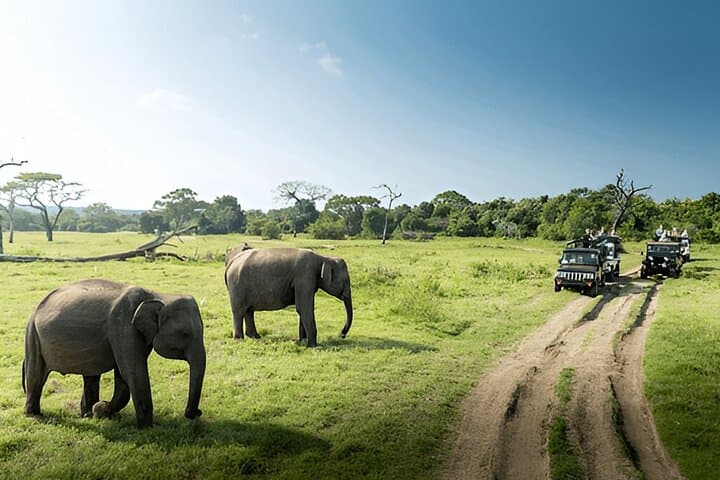 Weligama to Ella Private Transfer with Udawalawe Safari: Full-Day Wildlife & Scenic Drive
