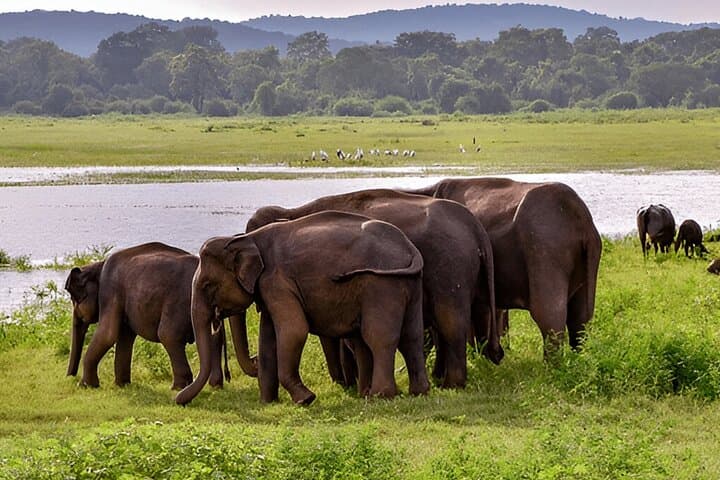 Weligama to Ella Private Transfer with Udawalawe Safari: Full-Day Wildlife & Scenic Drive photo 5