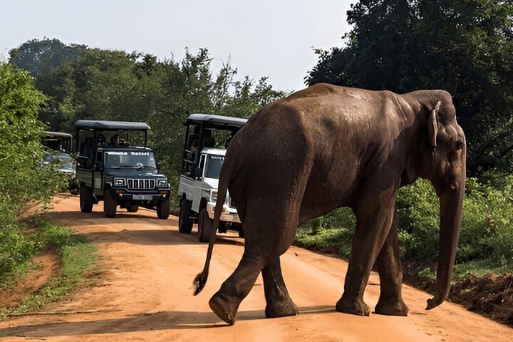 Weligama to Ella Private Transfer with Udawalawe Safari: Full-Day Wildlife & Scenic Drive photo 6
