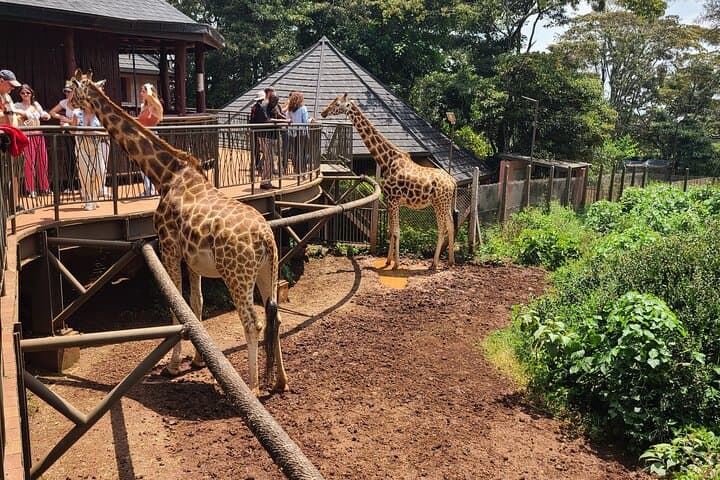 Giraffe Centre, Karen Blixen & Bomas Day Tour from Nairobi