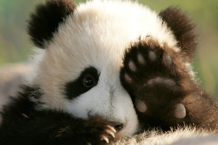 Chengdu Giant Panda Base: Early-Morning Small-Group Tour & Metro Return photo 2