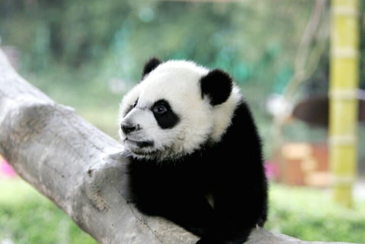 Chengdu Giant Panda Base: Early-Morning Small-Group Tour & Metro Return photo 3