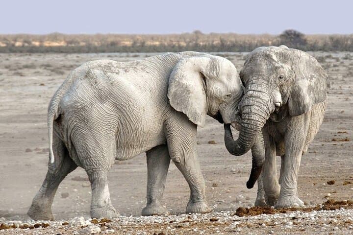 Etosha NP and Swakopmund: 4-Day Camping Safari from Windhoek photo 3