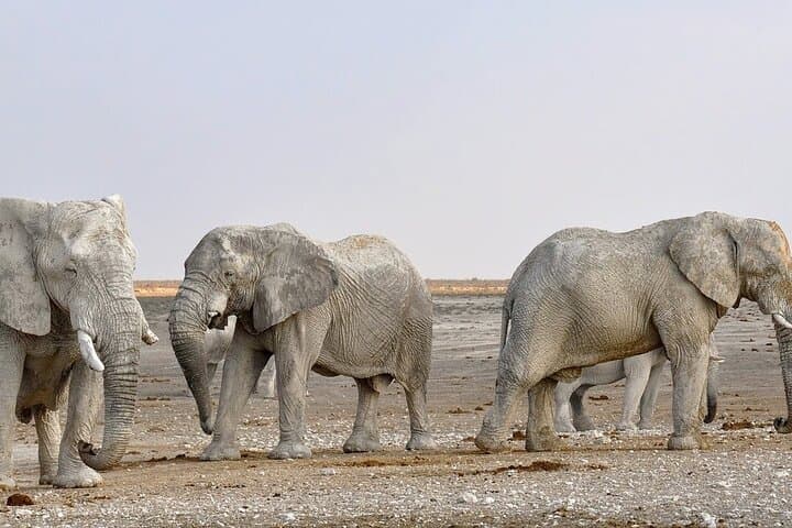 Etosha NP and Swakopmund: 4-Day Camping Safari from Windhoek photo 4