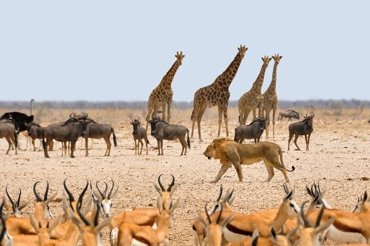 Etosha NP and Swakopmund: 4-Day Camping Safari from Windhoek photo 5