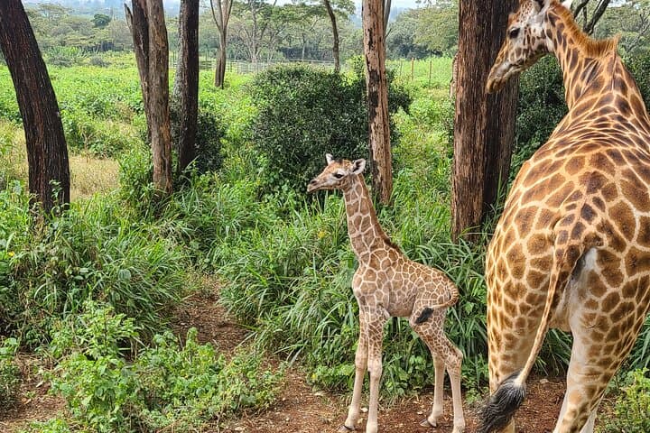 Giraffe Centre, Karen Blixen & Bomas Day Tour from Nairobi photo 6