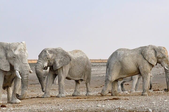 Sossusvlei to Etosha: 7-Day Namibia Camping Safari from Windhoek photo 6
