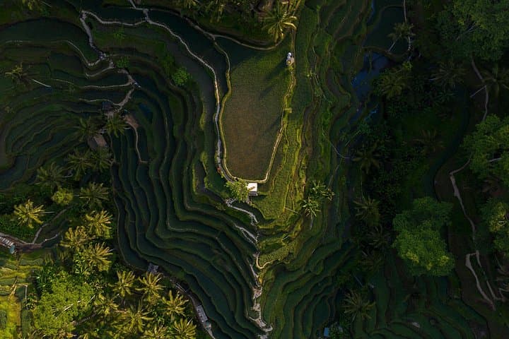 Ubud Private Day Tour: Temples, Rice Terraces & Monkey Forest