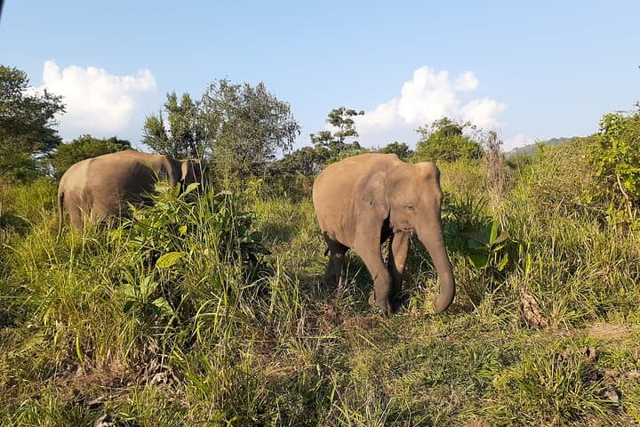 Early-Morning Yala Shared Jeep Safari — Leopard Viewing & Coastal Wilderness