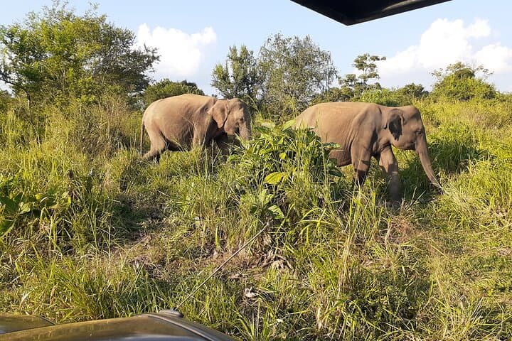 Early-Morning Yala Shared Jeep Safari — Leopard Viewing & Coastal Wilderness photo 2