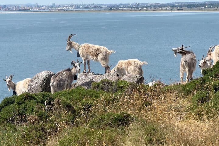 Howth Safari: South-Facing Cliff Hike Over Dublin Bay photo 3