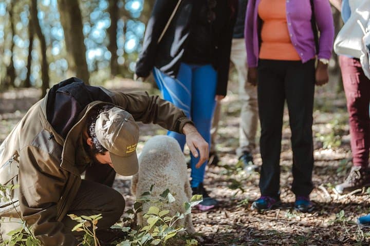 Truffle Hunting Near San Gimignano: Tuscan Truffle Hunt, Pasta Lunch & Wine from Florence