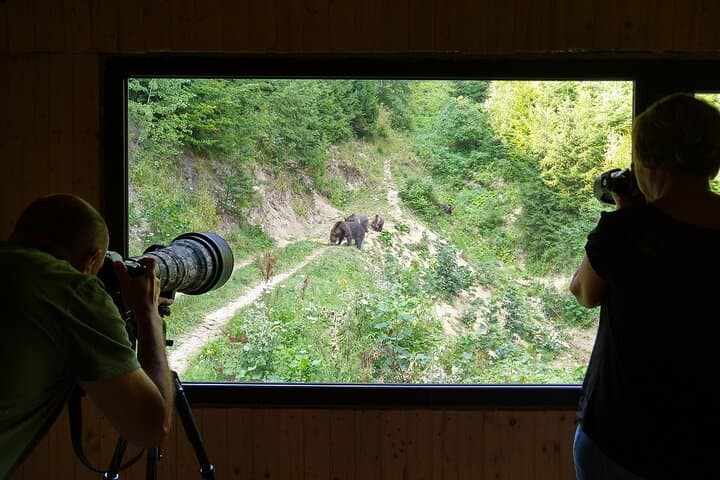 Piatra Craiului Hiking & Bear-Watching Day Tour from Brașov
