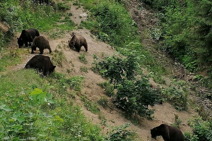 Piatra Craiului Hiking & Bear-Watching Day Tour from Brașov photo 2