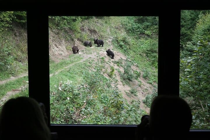 Piatra Craiului Hiking & Bear-Watching Day Tour from Brașov photo 3
