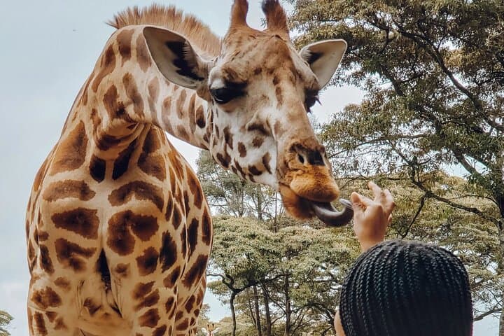 6-Day Kenya Safari: Giraffe Centre, Lake Naivasha, Hell's Gate & Masai Mara