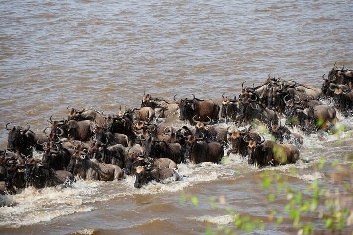 Three-Day Maasai Mara Great Migration Safari from Nairobi — Big Five & Cultural Visits
