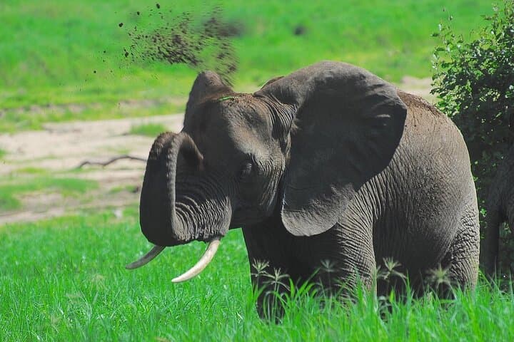 Tarangire Elephant Encounter: Full-Day Safari from Arusha