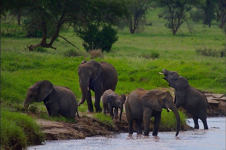 Tarangire Elephant Encounter: Full-Day Safari from Arusha photo 3