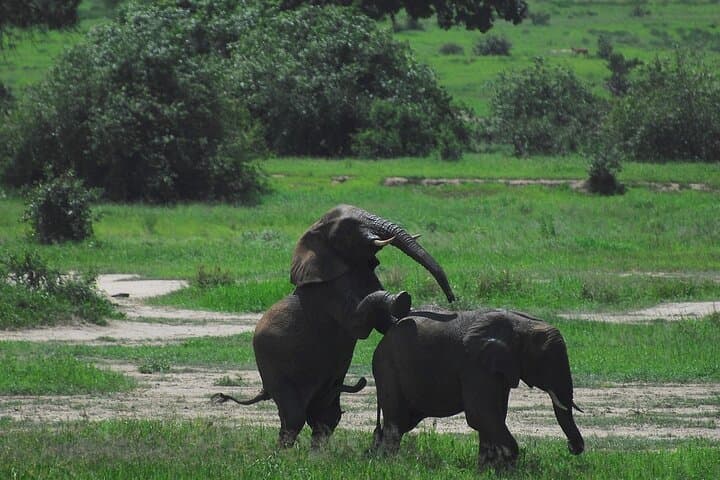 Tarangire Elephant Encounter: Full-Day Safari from Arusha photo 4