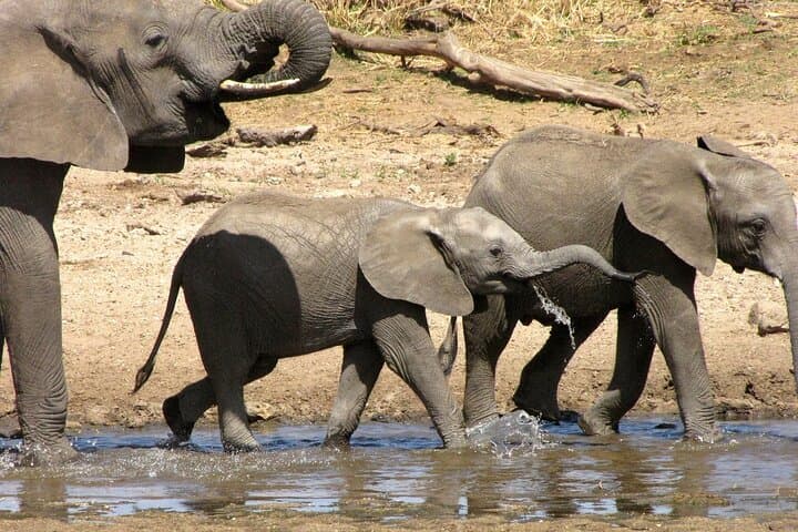 Tarangire Elephant Encounter: Full-Day Safari from Arusha photo 5