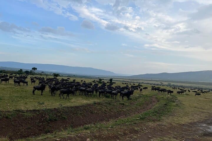 3-Day Maasai Mara Safari: Shared Jeep Tour from Nairobi photo 2