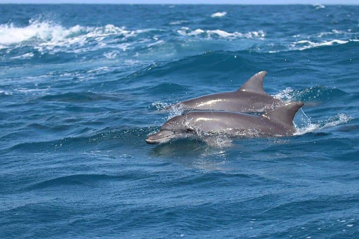 Sharm El Sheikh Dolphin Show — Family Marine Adventure & Education photo 1