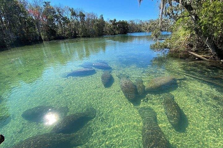Crystal River Boat and Nature Tour: Manatees, Dolphins & Birdlife on Kings Bay photo 2