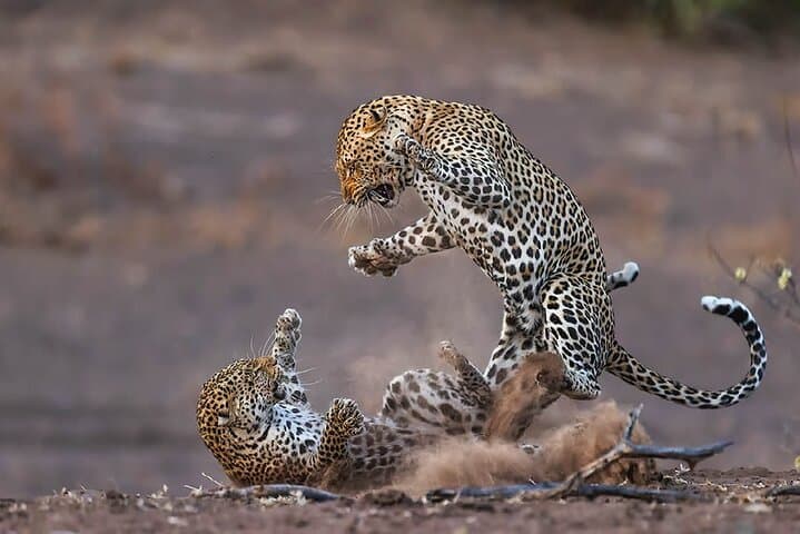 Yala Leopard Safari: Full-Day Jeep Drive with Expressway Transfer