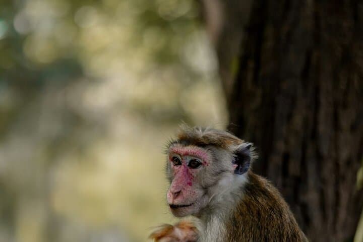 Yala Leopard Safari: Full-Day Jeep Drive with Expressway Transfer photo 3