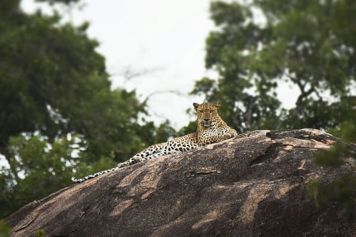 Yala Leopard Safari: Full-Day Jeep Drive with Expressway Transfer photo 4