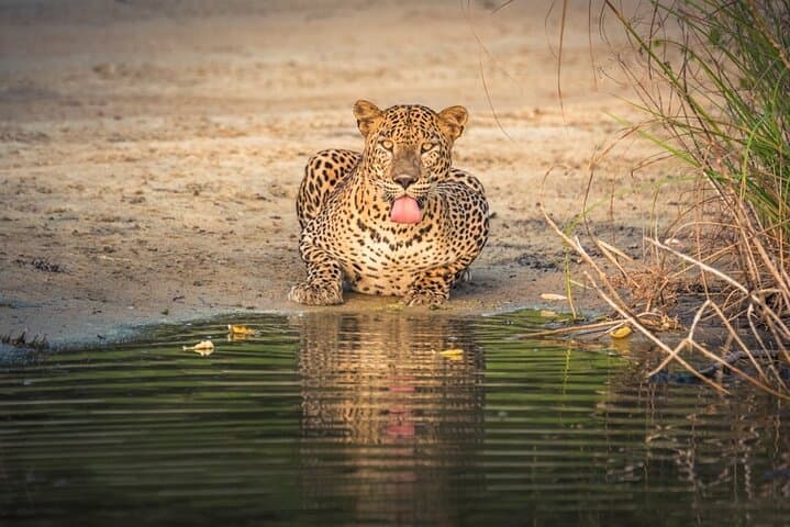 Yala Leopard Safari: Full-Day Jeep Drive with Expressway Transfer photo 6